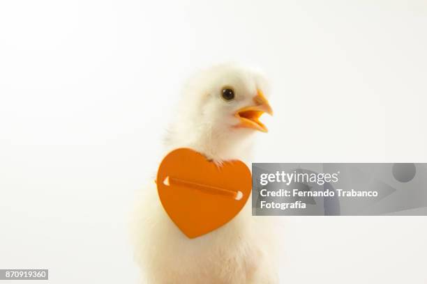 chick with a gift heart - casque audio stock pictures, royalty-free photos & images