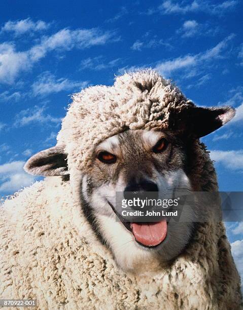 wolf in sheep's clothing (digital composite) - sheep funny stock-fotos und bilder