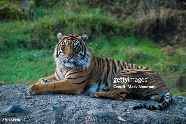 sumatran tiger - sumatran tiger stock pictures, royalty-free photos & images