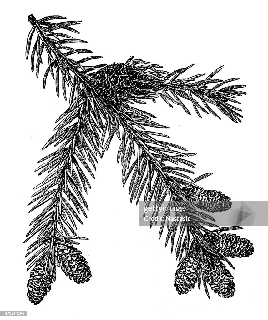Norway spruce (Picea abies)
