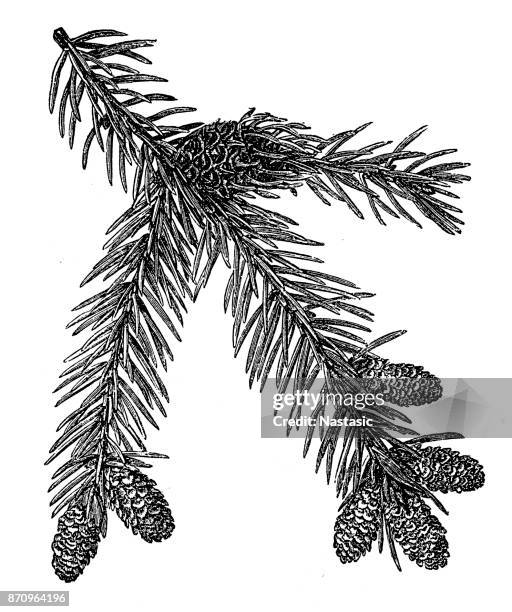 norway spruce (picea abies) - spruce tree stock illustrations