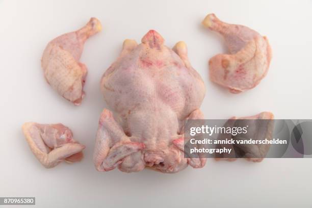 raw chicken and chicken cuts. - mechanical bird stock pictures, royalty-free photos & images