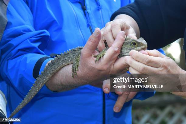 German President Walter Steinmeier and his wife Elke Budenbender hold a Tuatara called Tane with keeper Sue Lum at Zealandia wildlife park in...