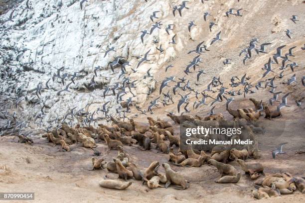 View of sea lions and birds at the Asia Island during the extraction of guano to be used as fertilizer on November 03, 2017 in Lima, Peru. The island...