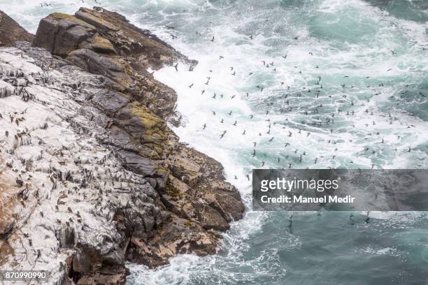 View of wildlife at the Asia Island during the extraction of guano to be used as fertilizer on November 03, 2017 in Lima, Peru. The island is located...