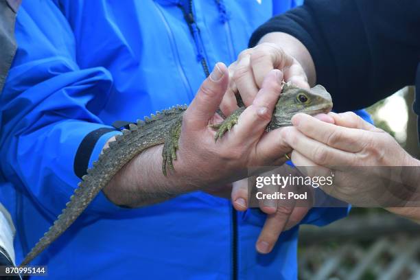 German President Walter Steinmeier holds a Tuatara called Tane at Zealandia wildlife park on November 7, 2017 in Wellington, New Zealand. The...
