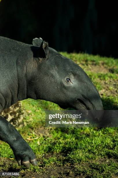 malayan tapir - tapiro della malesia foto e immagini stock