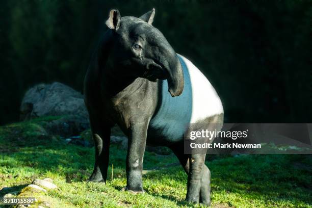 malayan tapir - tapiro della malesia foto e immagini stock