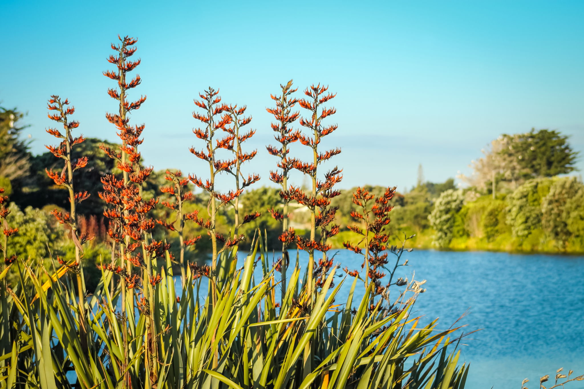 waikanae garden