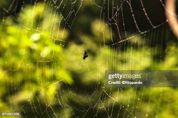 wet spider web - schaukel regen stock-fotos und bilder