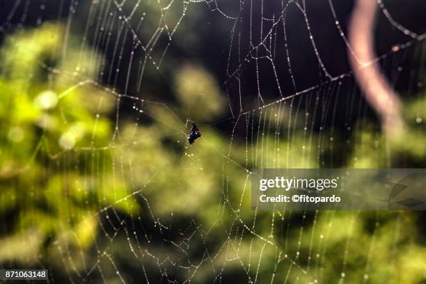 wet spider web - schaukel regen stock-fotos und bilder