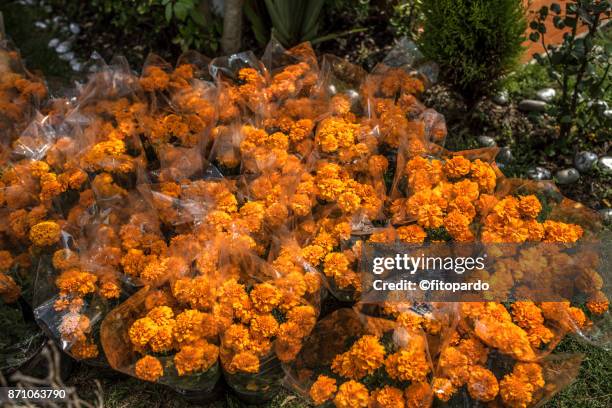 mexican marigold or cempazuchitl - cravo da índia imagens e fotografias de stock