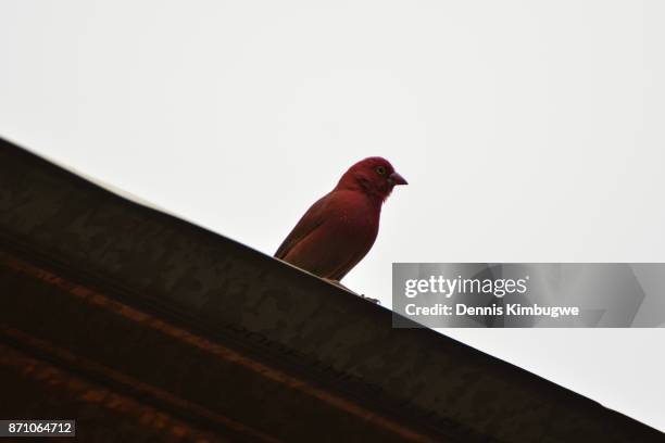 Fire Finch Fire Finch Photos and Premium High Res Pictures - Getty Images