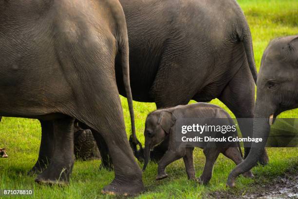 protection - baby elefant stock-fotos und bilder