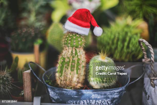 cactus wearing a santa hat - christmas cactus stock pictures, royalty-free photos & images