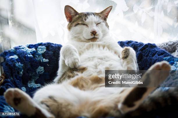 cat sleeping funny style - happy cat stock pictures, royalty-free photos & images