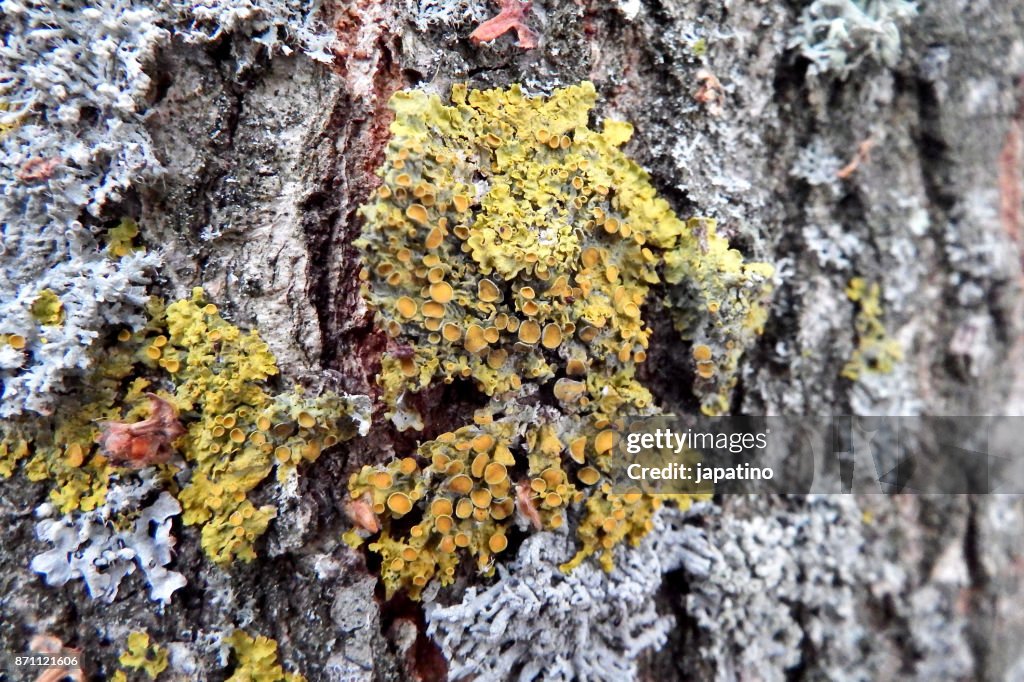 Lichens and moss on the trunk of a tree