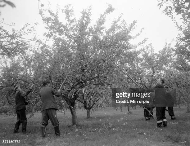 Beating the trees in a Herefordshire orchard for Bulmers Plough Lane Cider Mill in Hereford, circa 1959.