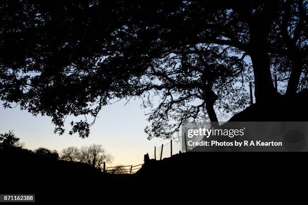 oak tree and field gate against dusk sky - überhängend stock-fotos und bilder