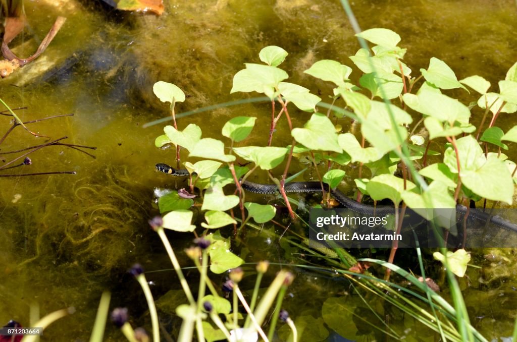 Ring snake in pond