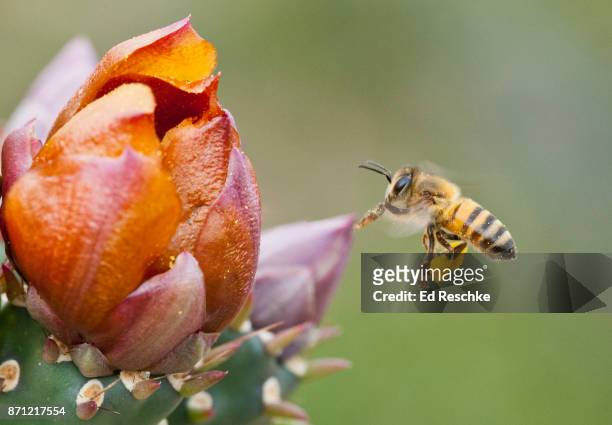 honey bee with pollen basket flying into cholla flower - pollen basket stock pictures, royalty-free photos & images
