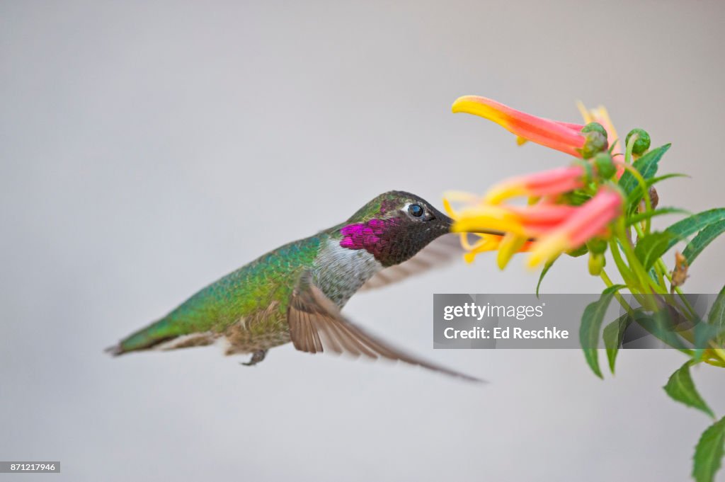 Anna's Hummingbird (Calypte anna) Male feeding on Mexican Cardinal Flower