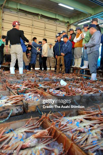 The first "zuwaigani" snow crabs of the season are auctioned at Shibayama Port on November 6, 2017 in Toyooka, Hyogo, Japan. The fishermen sorted...