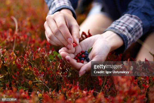 hand picking blueberries - berry picker stock pictures, royalty-free photos & images