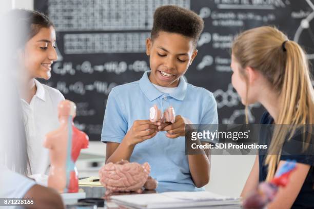 vertrouwen schooljongen neemt uit elkaar een model van het menselijk brein - brain model stockfoto's en -beelden