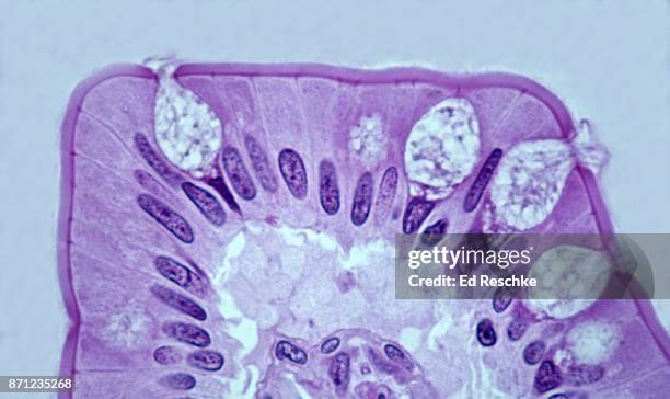 simple columnar epithelium and goblet cells on a villus in the small intestine, 250x - simple columnar epithelial cell stockfoto's en -beelden