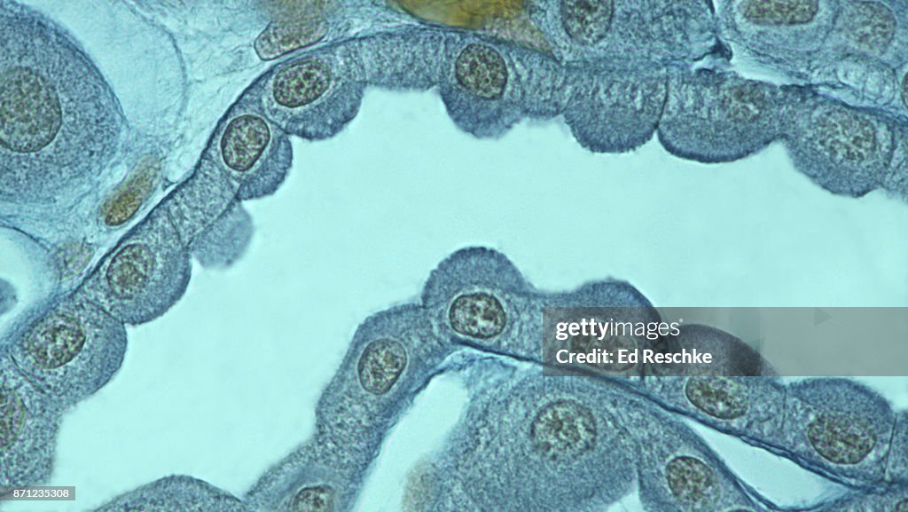 SIMPLE CUBOIDAL EPITHELIUM in a KIDNEY TUBULE, 100X