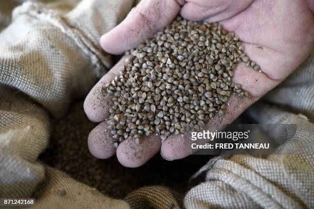 Miller holds buckwheat's seeds in his hand on November 6, 2017 in Guehenno, western France.