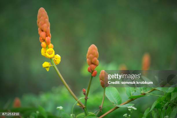 ringworm bush flower in rainy season - tiña fotografías e imágenes de stock