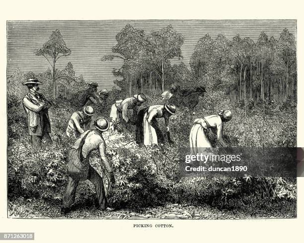 arbeiter baumwollfeldern, louisiana, 19. jahrhundert - sklaverei stock-grafiken, -clipart, -cartoons und -symbole