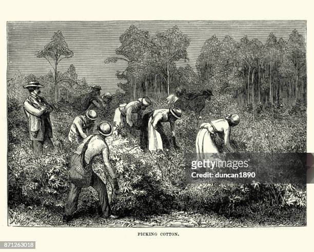 ilustrações de stock, clip art, desenhos animados e ícones de workers picking cotton, louisiana, 19th century - the americas
