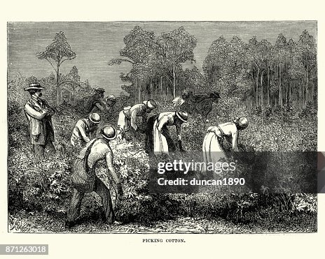Workers picking cotton, Louisiana, 19th Century Workers picking cotton, Louisiana, 19th Century