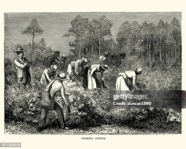 workers picking cotton, louisiana, 19th century - slavery in america stock illustrations