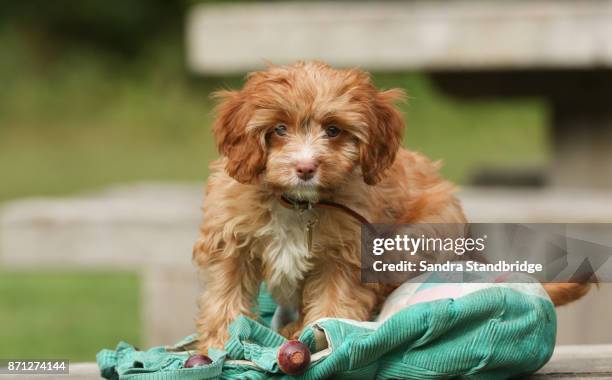 a cute cavapoo puppy. - cavoodle stockfoto's en -beelden