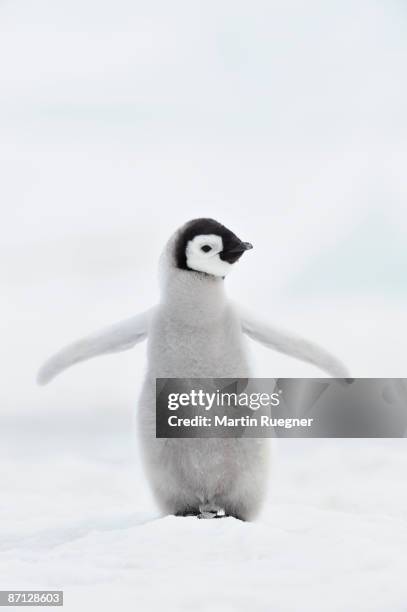 emperor penguin (aptenodytes forsteri). - penguin stockfoto's en -beelden