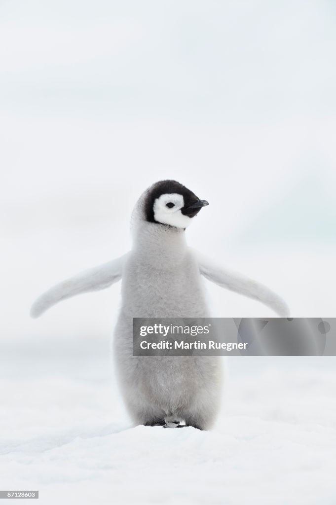 Emperor penguin (Aptenodytes forsteri).