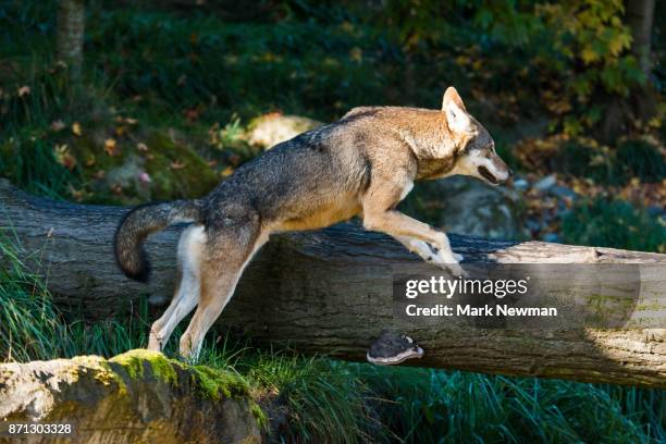 Wolf Jumping Photos and Premium High Res Pictures - Getty Images