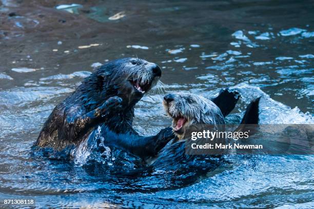 sea otter - sea otter (enhydra lutris) stock pictures, royalty-free photos & images