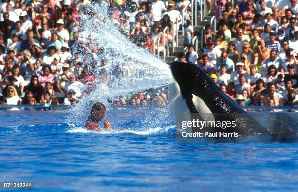 Shamu is the name used for several SeaWorld orca shows and is the stage name given to the "star" of those shows, beginning with the original Shamu in...