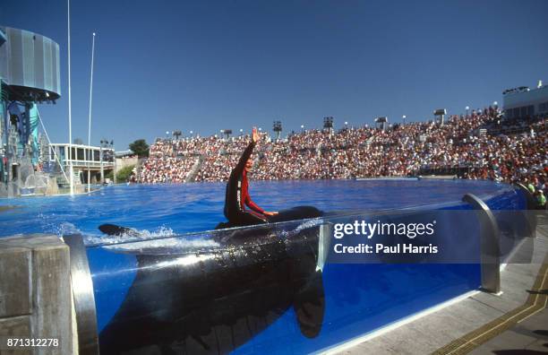 Shamu is the name used for several SeaWorld orca shows and is the stage name given to the "star" of those shows, beginning with the original Shamu in...