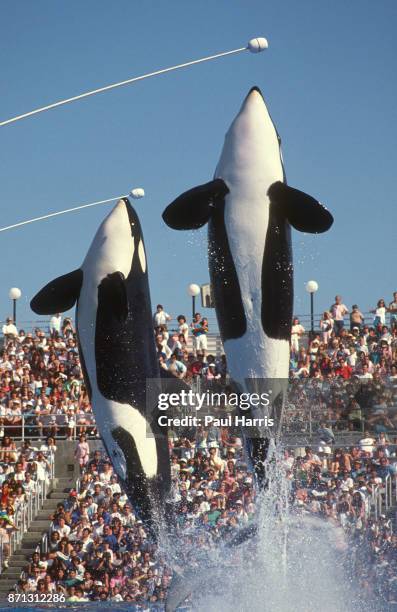 Shamu is the name used for several SeaWorld orca shows and is the stage name given to the "star" of those shows, beginning with the original Shamu in...