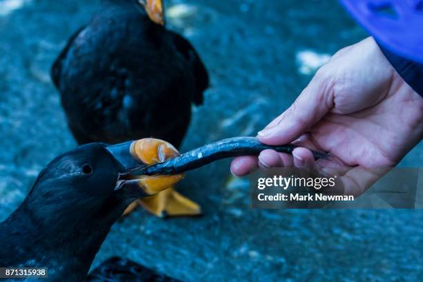tufted puffin, winter phase - tufted puffin stock pictures, royalty-free photos & images
