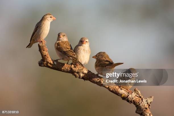 red-billed quelea, quelea quelea lined up - red billed queleas stock pictures, royalty-free photos & images