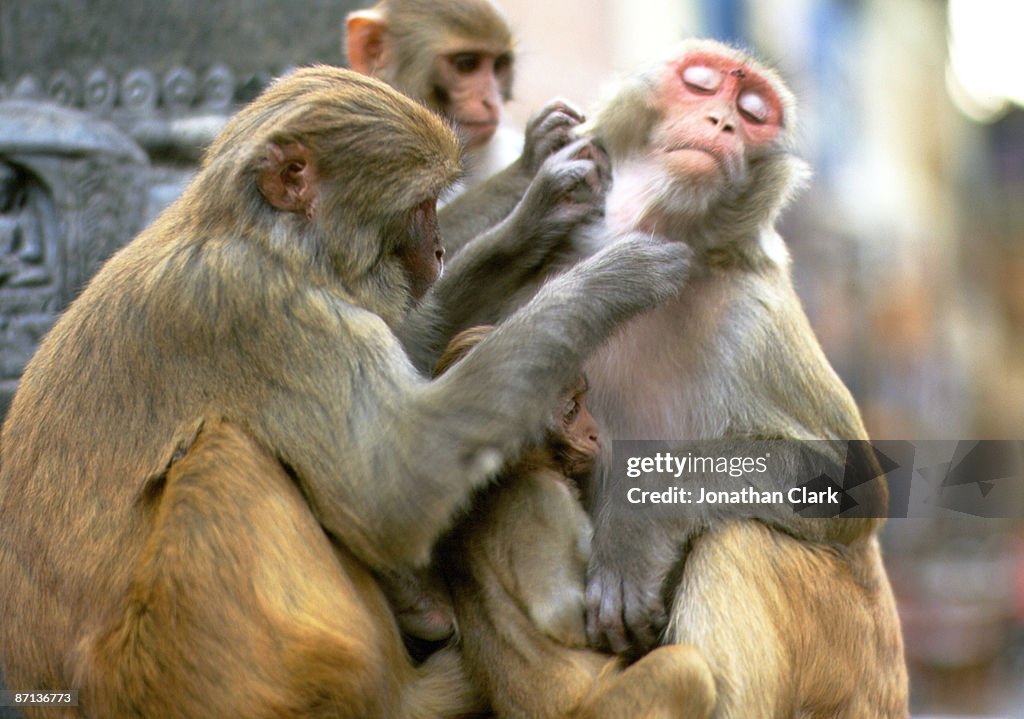 Monkeys Grooming