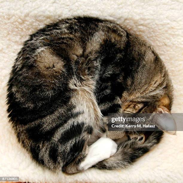 cat sleeping curled into ball - alpharetta photos et images de collection