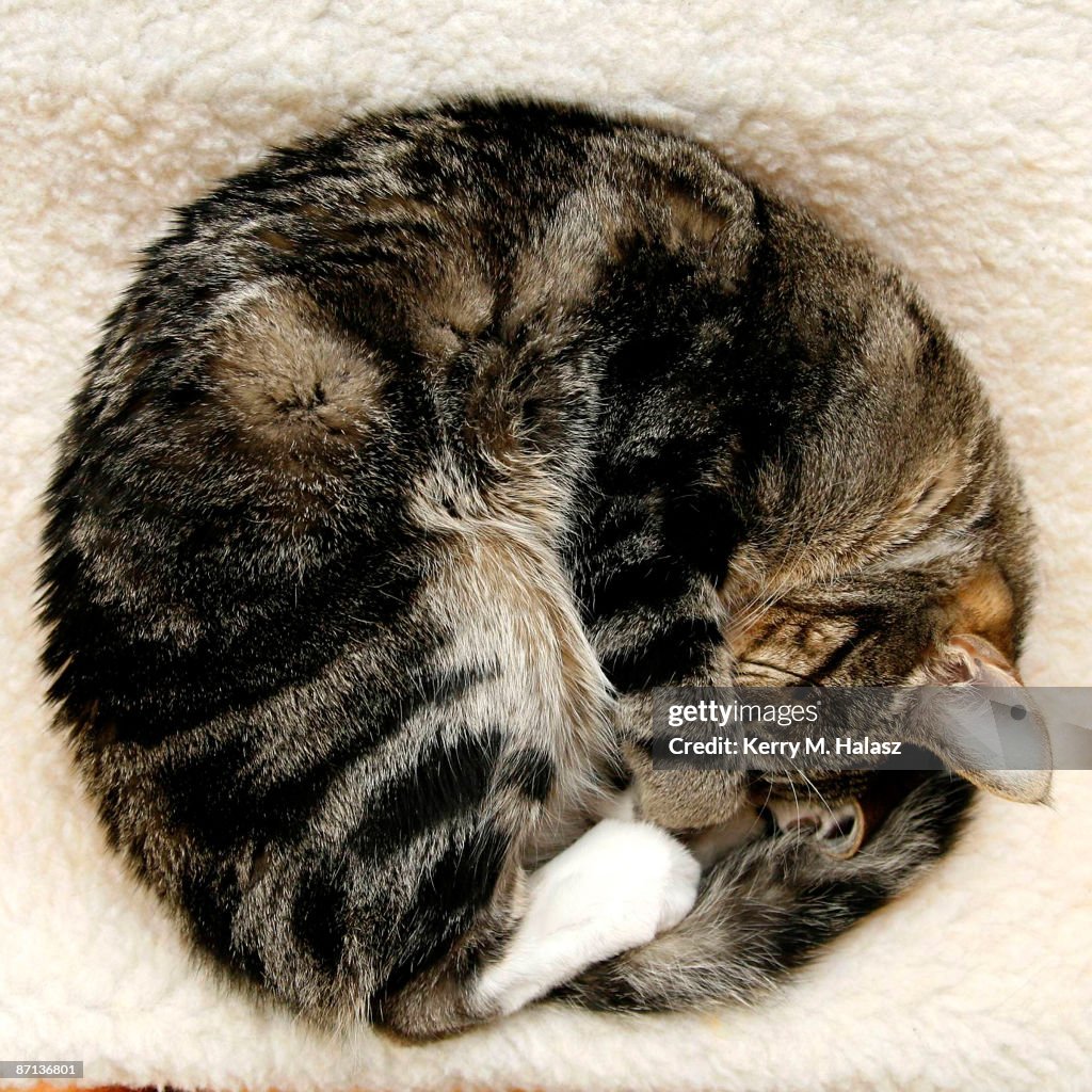 Cat Sleeping Curled into Ball